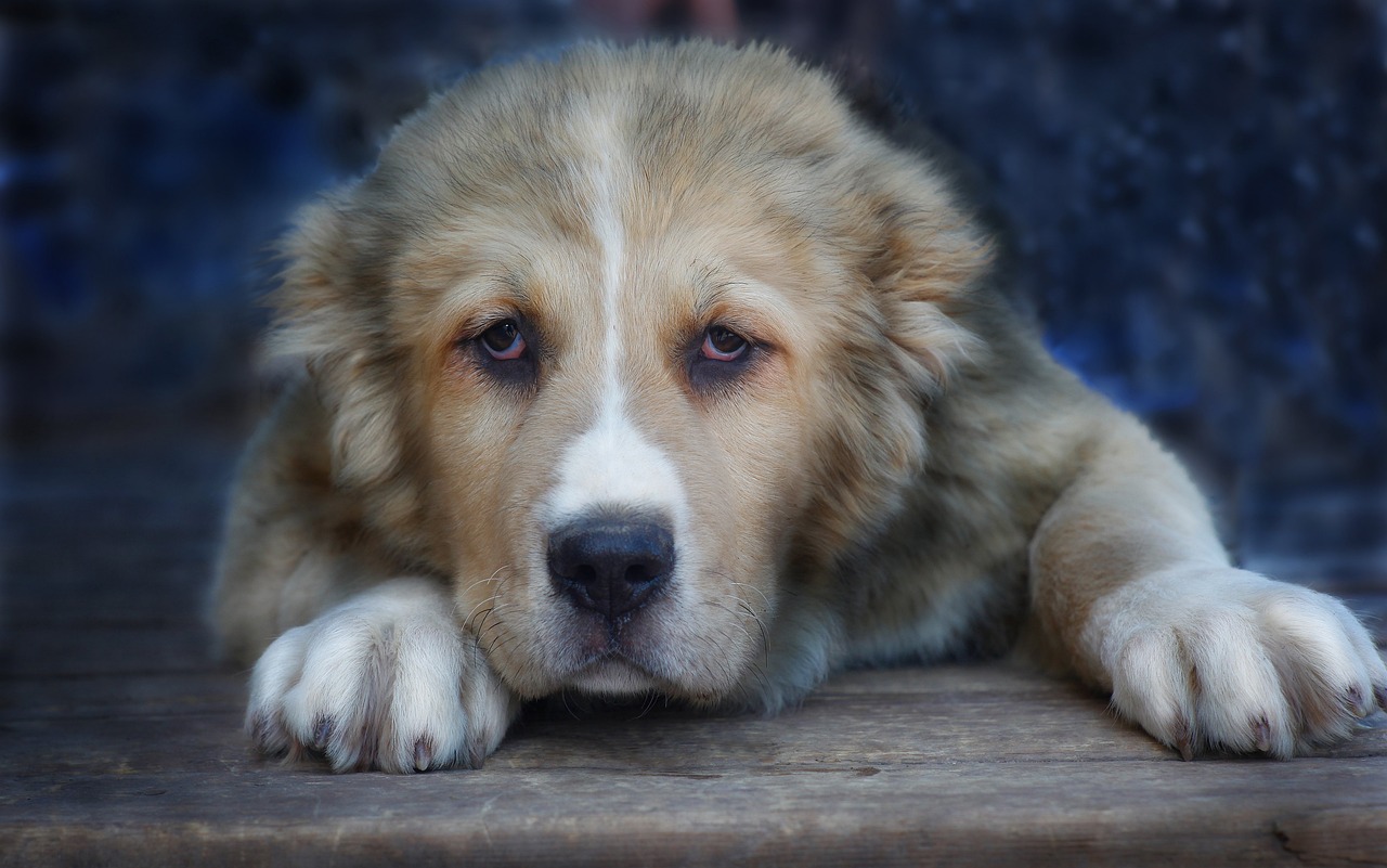 Choosing Breeder: What to Look For